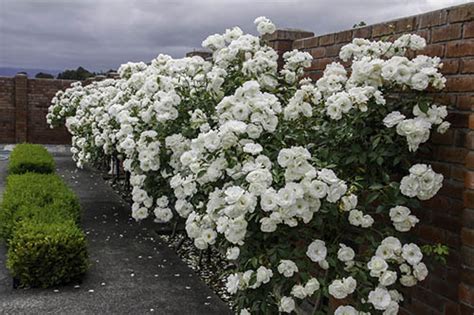 Lady Banks Rose for landscape - Guzman's Garden Centers