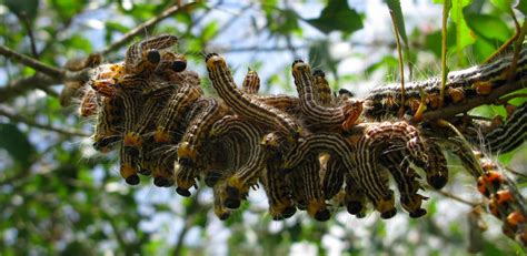 Oak Tree Caterpillars