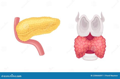 Pancreas E Doador De Tireoide Em órgãos Humanos Apresentam Ilustração