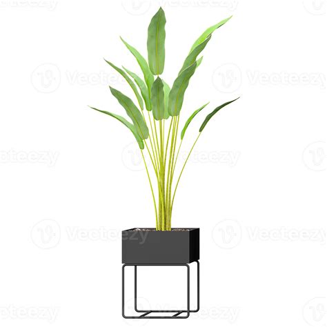 Collection of Strelitzia nicolai plant in black Planter Box 50493630 PNG
