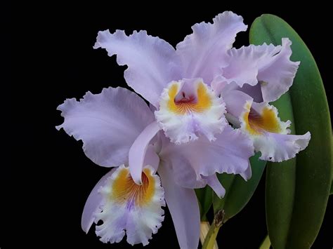 Cattleya L Ddemanniana Var Semiconcolor Manfred Walter Flickr