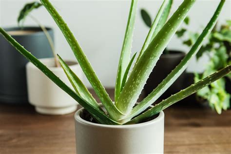 30 Indoor Plants That Like Direct Sunlight