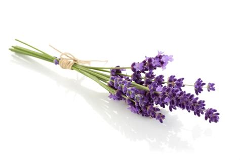 Paquete De Flores De Lavanda Sobre Un Fondo Blanco Foto Premium