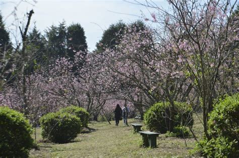 Comunidade Japonesa Comemora Floração Das Cerejeiras No Brasil