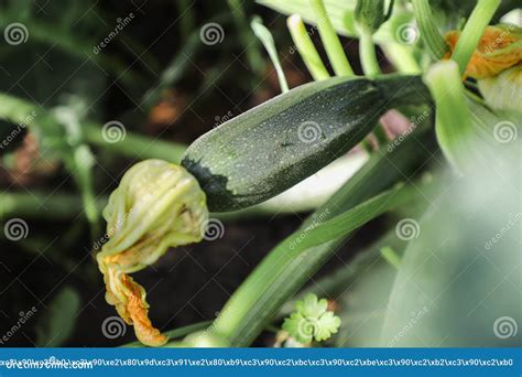 Home Grown Organic Striped Round Courgette Or Zucchini Growing On A Plant On An Allotment In A