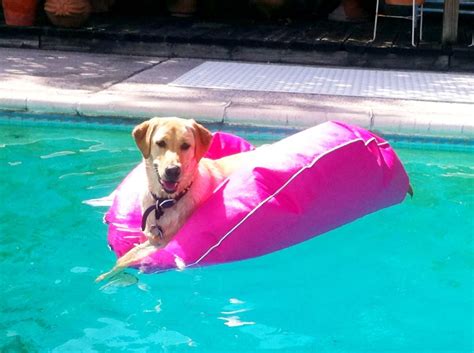 My Dog Bailey Relaxing On Her Float Float Pool Float Dog Days