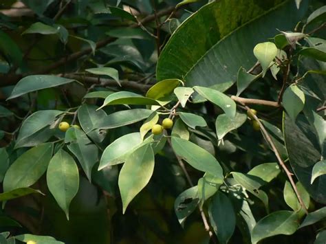 Ficus Benjamina Cs Ng G Fikusz Gondoz Sa Kertszepites