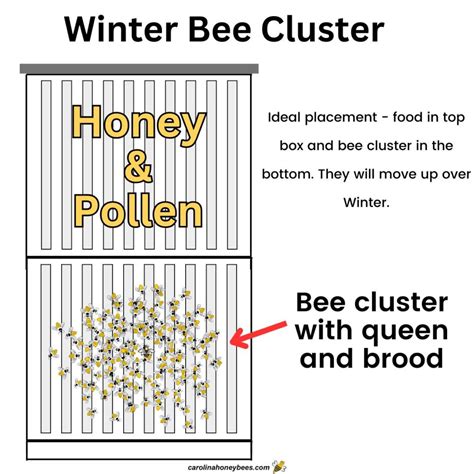 Understanding the Honey Bee Cluster - Carolina Honeybees