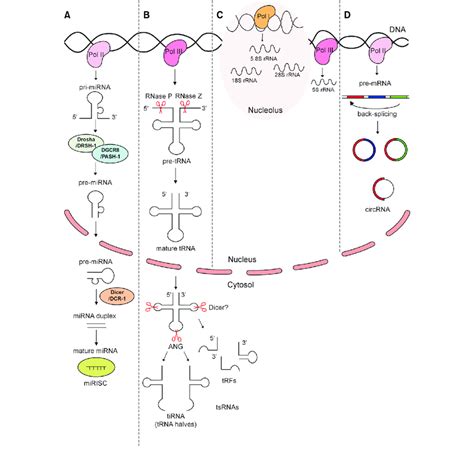 Biogenesis Of Several Types Of Non Coding RNAs MiRNA TsRNA RRNA And