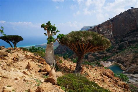 Socotra Island Unusual Wondrous Lost World 2022 Travel S Helper