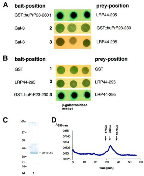 Identification Of Interaction Domains Of The Prion Protein With Its