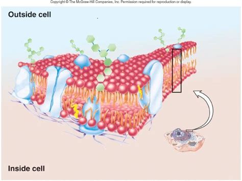 Fluid - mosaic model plasma membrane structure Diagram | Quizlet