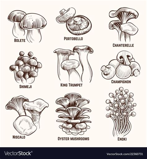 Sketch Mushrooms Autumn Edible Mushroom Healthy Food Vintage Engraved