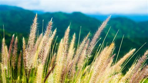 shaped  sway development  leadership coaching