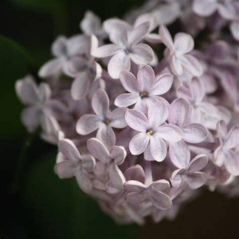 Pale Purple Lilacs – Photos Public Domain