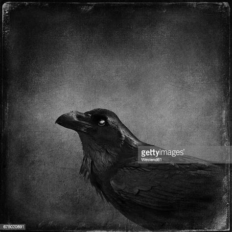 Raven Texture Fotografias E Filmes Do Acervo Getty Images