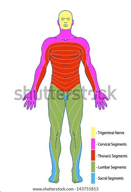 Drawing Medical Didactic Board Anatomy Human Stock Vector Royalty Free