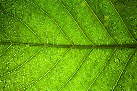 Premium Photo Green Leaf Veins Macro Abstract Texture Nature Background