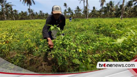 Harga Cabai Meroket Di Pasaran Petani Di Banyuwangi Sumringah