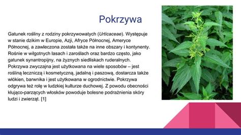 Pokrzywa i jej właściwosci lecznicze PPT Free Download