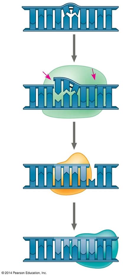 Nucleotide Excision Repair Diagram Quizlet