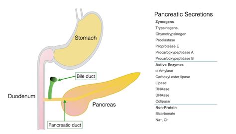 Digestive Enzymes Pancreas Makes At Serena Leon Blog