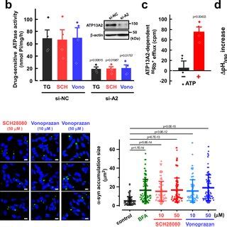 Effects Of Inhibitors Of Gastric H K Atpase P Cabs And Vacuolar