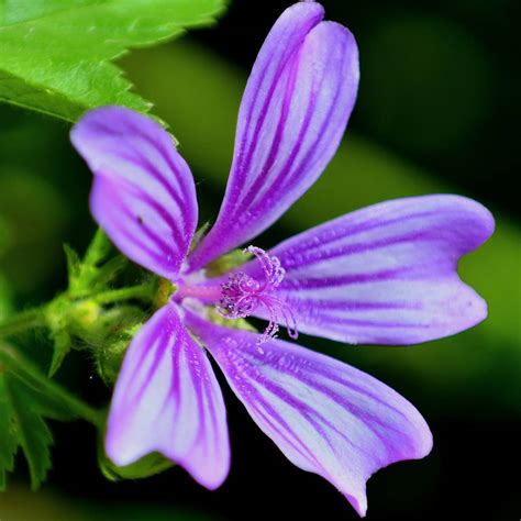 10 Plantas Silvestres Comestibles Deliciosas