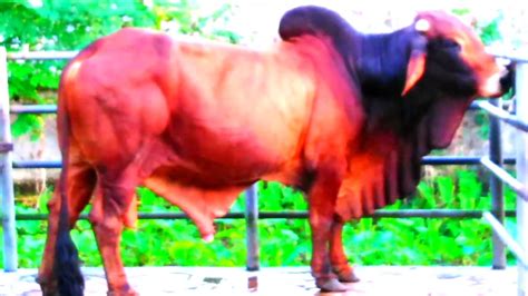 The Largest Bull Farm And Semen Collection Center In Bangladeshhow To