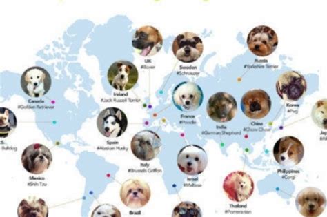 As Raças De Cães Mais Populares Na Internet Em Cada País Exame