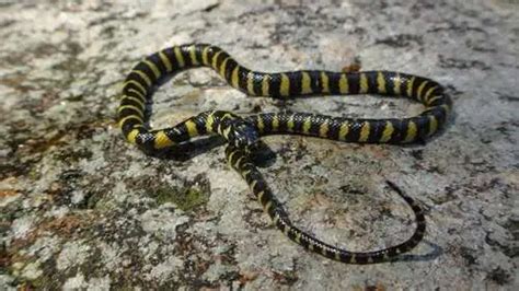 Learn About 10 Rarest Snakes In The World – ShutterBulky