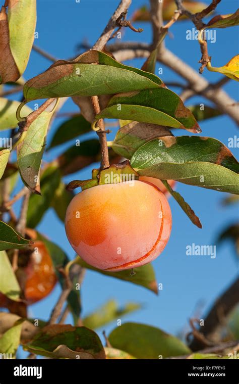 Japanese Persimmon, Kaki Persimmon, Asian Persimmon, Kakipflaume, Kaki ...