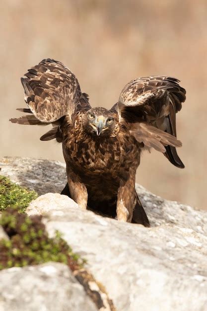 Águila real macho adulto con la primera luz del día en una zona