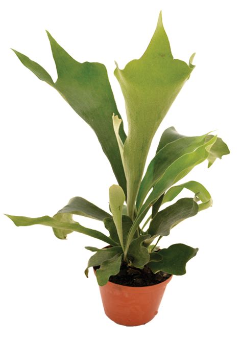 Platycerium Bifurcatum Lifestyle Home Garden Online Store