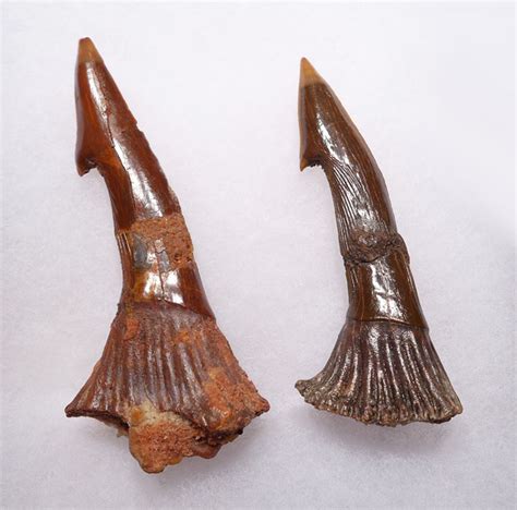 SAWSHARK FOSSIL TOOTH ONCHOPRISTIS PRISTIS SAWFISH FOSSILS