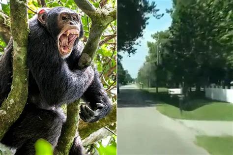 Crazed Chimpanzee Screamed As He Ripped Womans Face And Hands Off In