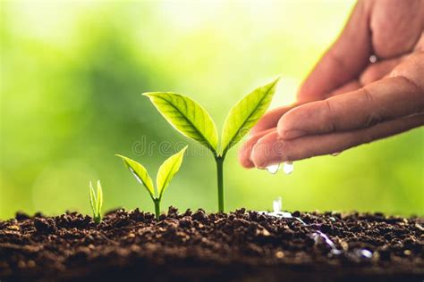 Plante O Crescimento Das árvores Da Plantação De Sementes As Sementes