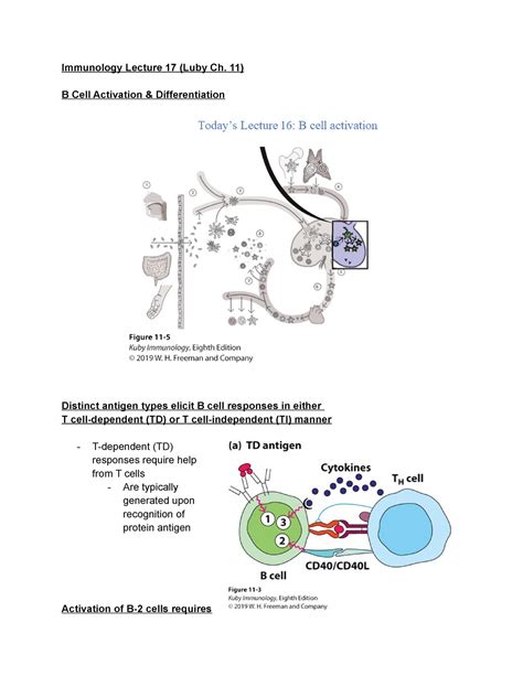 Immunology Lecture 17 Notes Immunology Lecture 17 Luby Ch 11 B