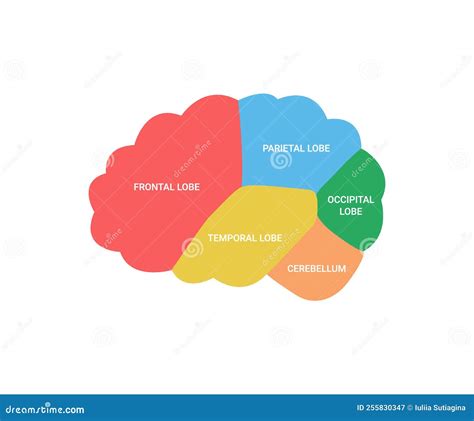 Lobes Of Brain Human Side View Cerebrum Organ Different Areas Of