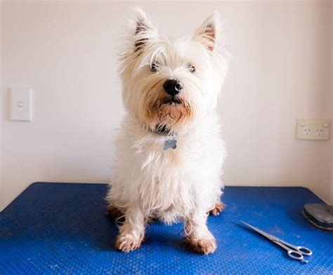 5 Awesome Westie Haircuts & Styles (With Pictures) – Dogster