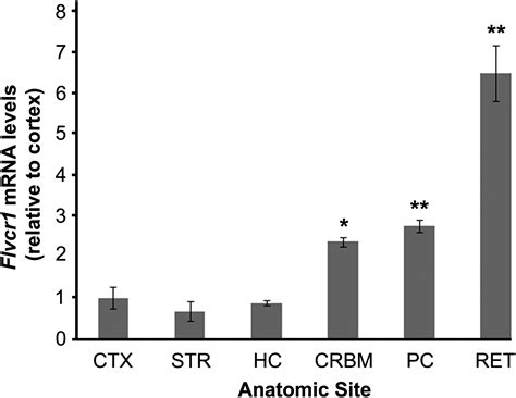 Mutations In Flvcr Cause Posterior Column Ataxia And Retinitis