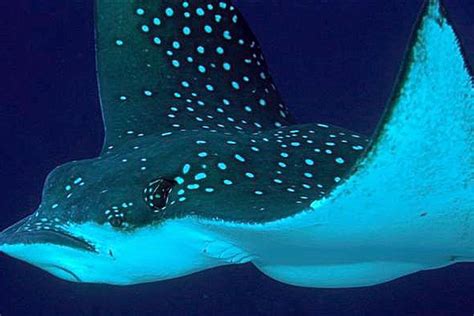 ocellated eagle ray whats  fish