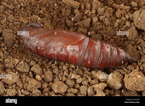 Privet Hawk Moth Pupa - Sphinx ligustri Stock Photo - Alamy