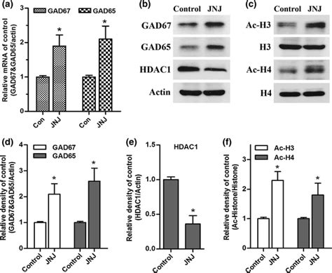 Jnj 26481585 Increased Gad67gad65 Expression In Gabaergic Neurons