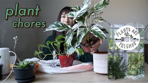 Let S Do Some Houseplant Chores Repotting Propagating More Youtube