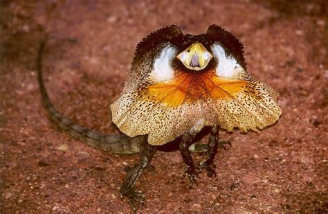 Beautiful Frilled Neck Lizards Allrefer