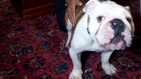 Yale Mascot, Handsome Dan XVII, Has Died: Yale Athletics – NBC Connecticut