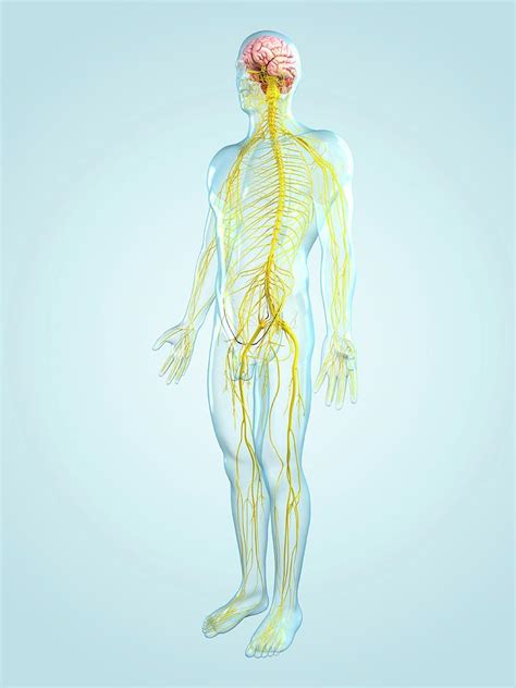 Nervous System Photograph By Scieproscience Photo Library