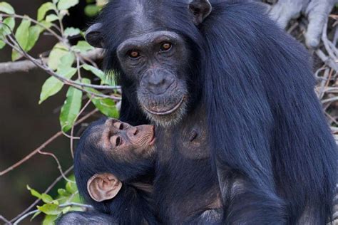 Endangered Primates: A Race Against Time - Nature Roamer