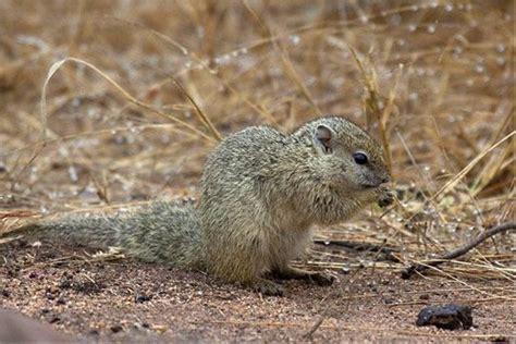 South Africa Kruger Mammals Naturetrek